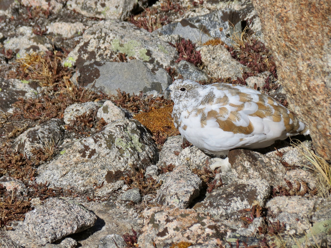 A white-tailed ptarmigan changing into its winter coat.
