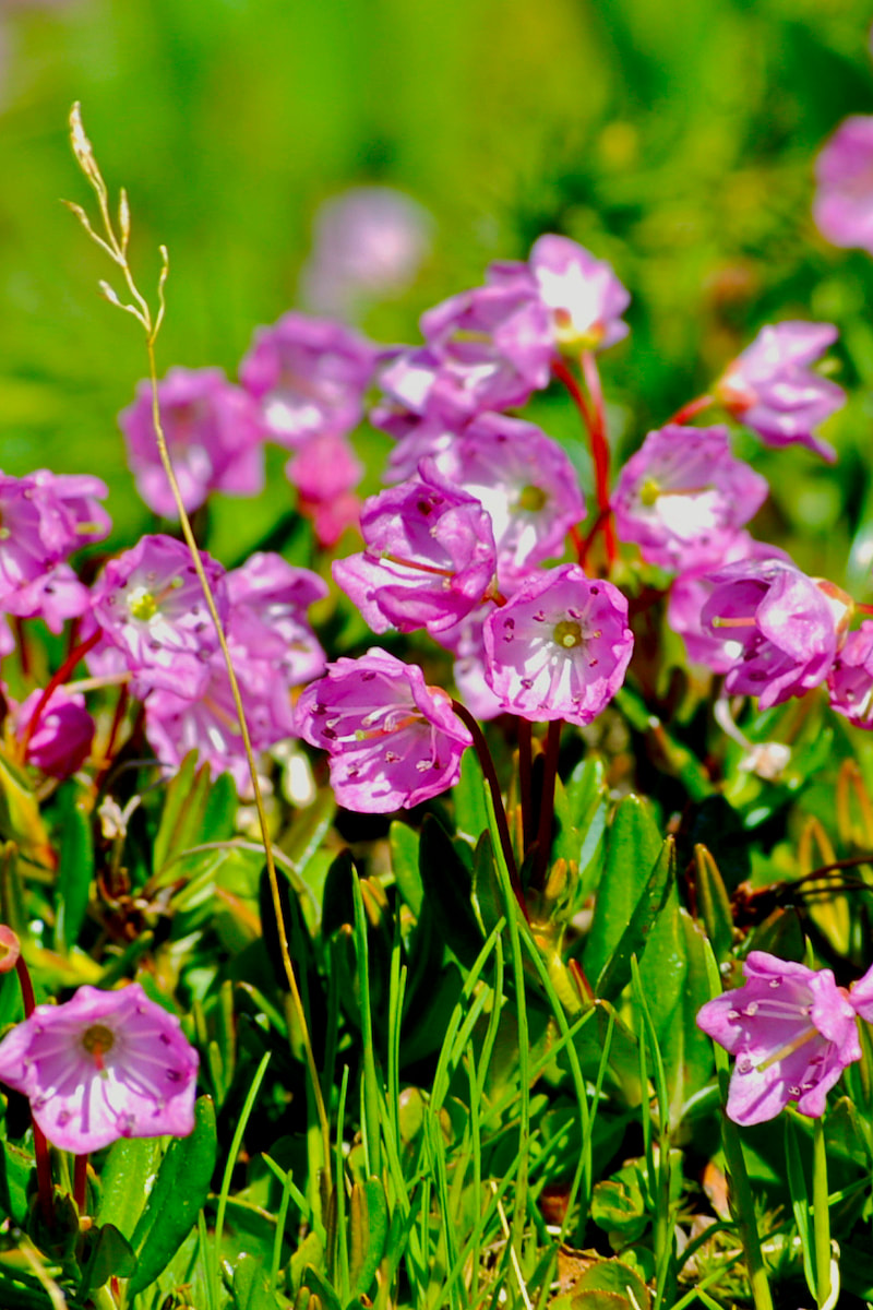Wildflower, Alpine Laurel