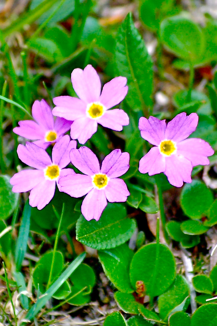 Wildflower, Alpine Primrose, Fairy Primrose