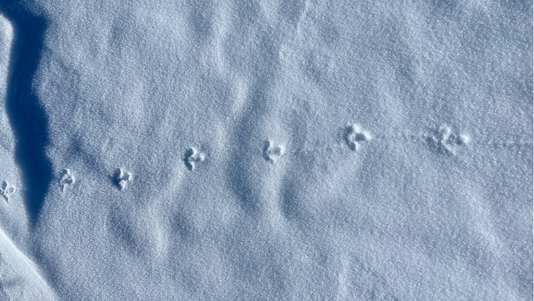 Image of ptarmigan tracks in the snow near Flat Top Mountain in Rocky Mountain National Park