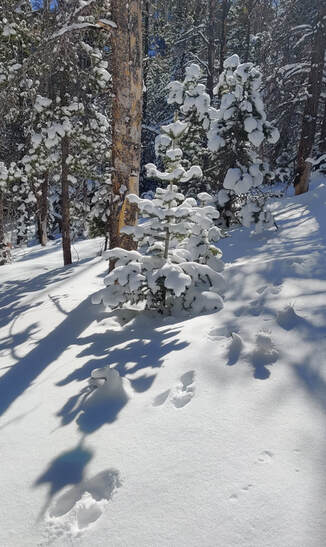Beautiful lighting, fresh snow, and fresh bunny tracks!