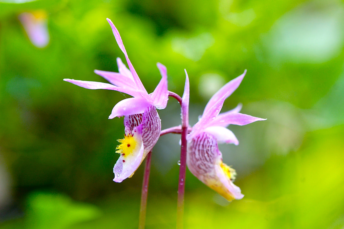 Wildflower, Fairy-Slipper Orchid