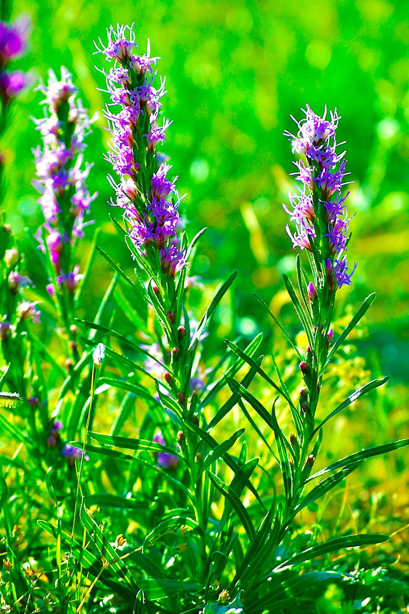Wildflower, Gay Feather, Dotted Blazing Star