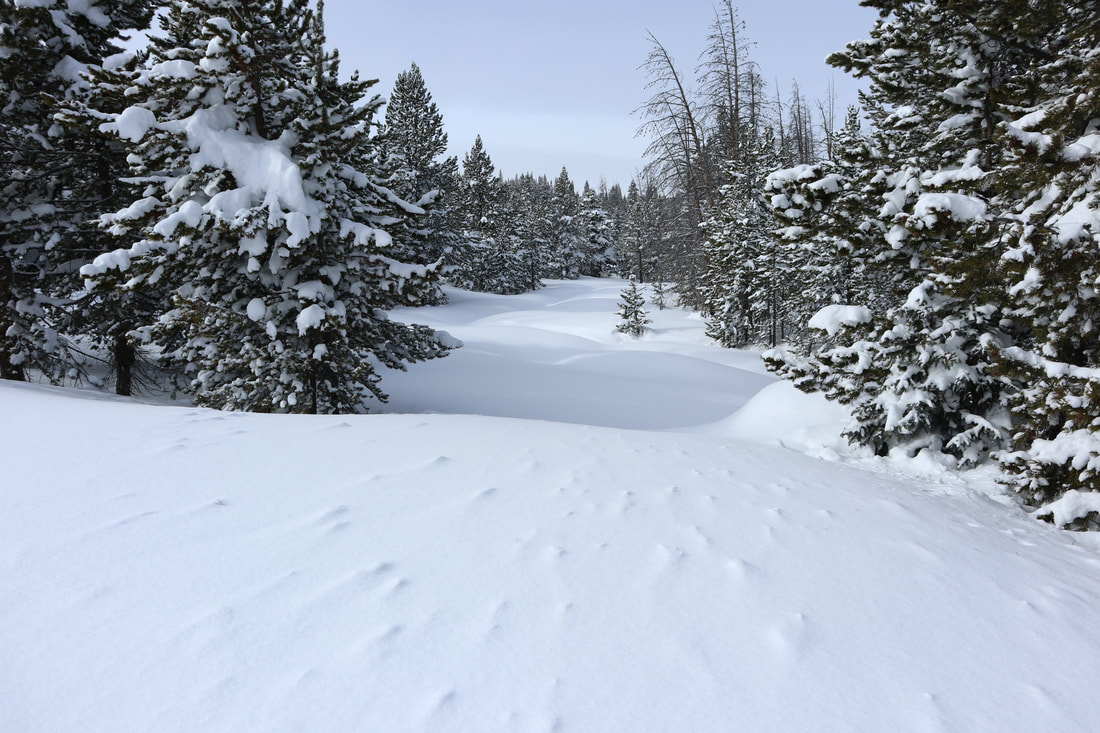 Winter in pines, Colorado