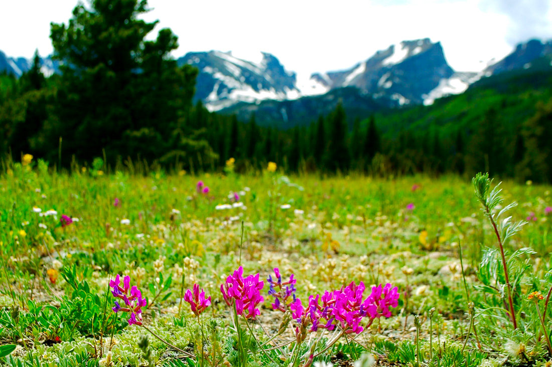 Wildflower, Lambert Loco, Colorado Locoweed