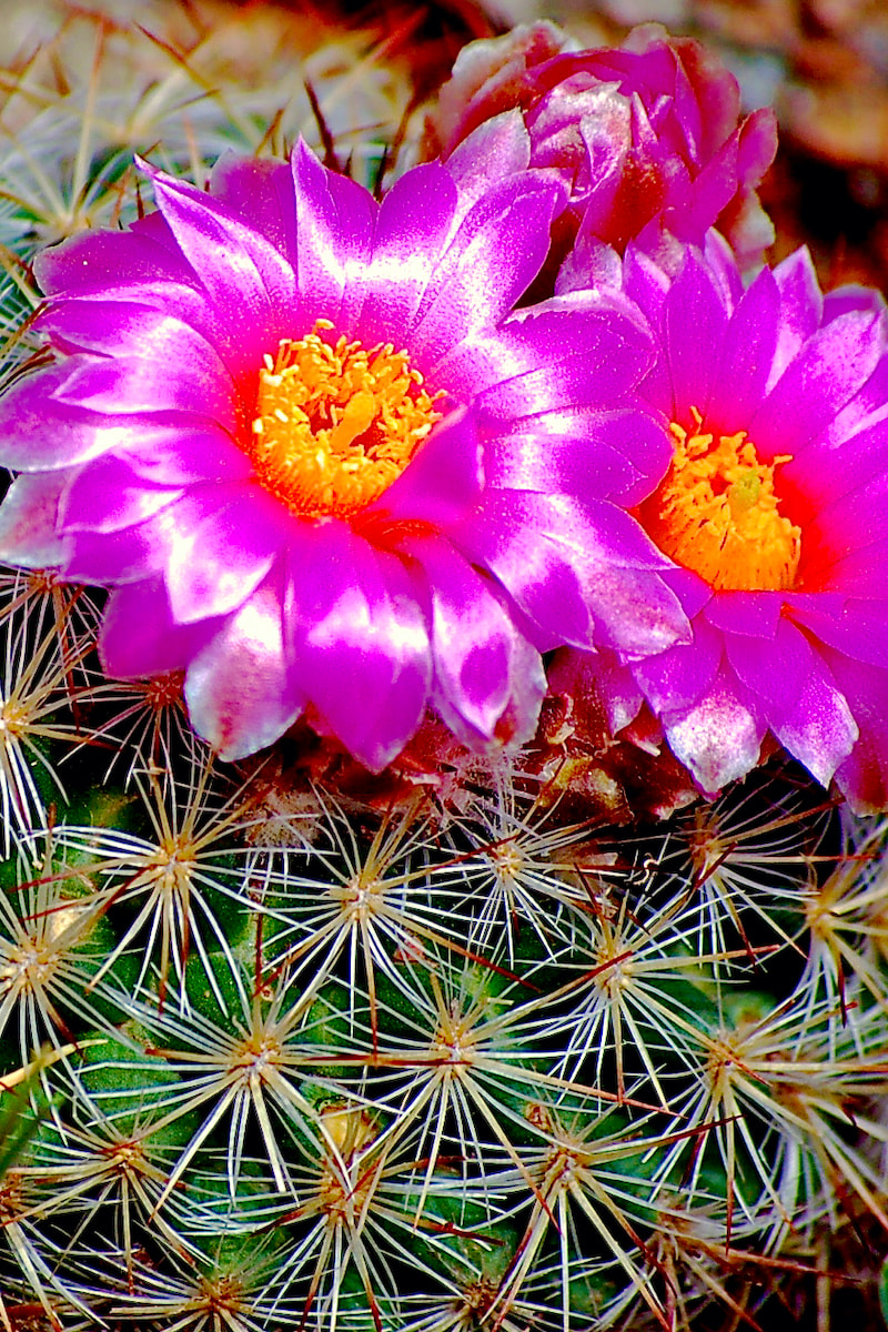 Wildflower, Mountain Ball Cactus