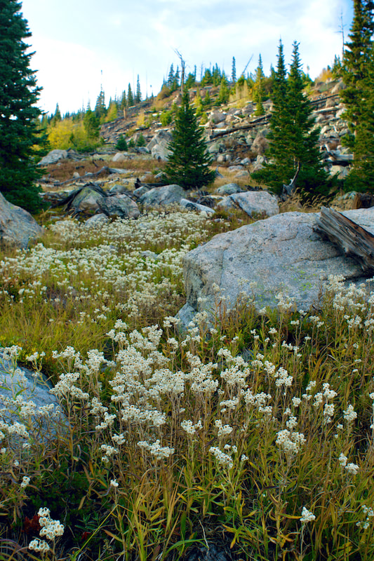 Pearly Everlasting along the Bluebird Lake trail