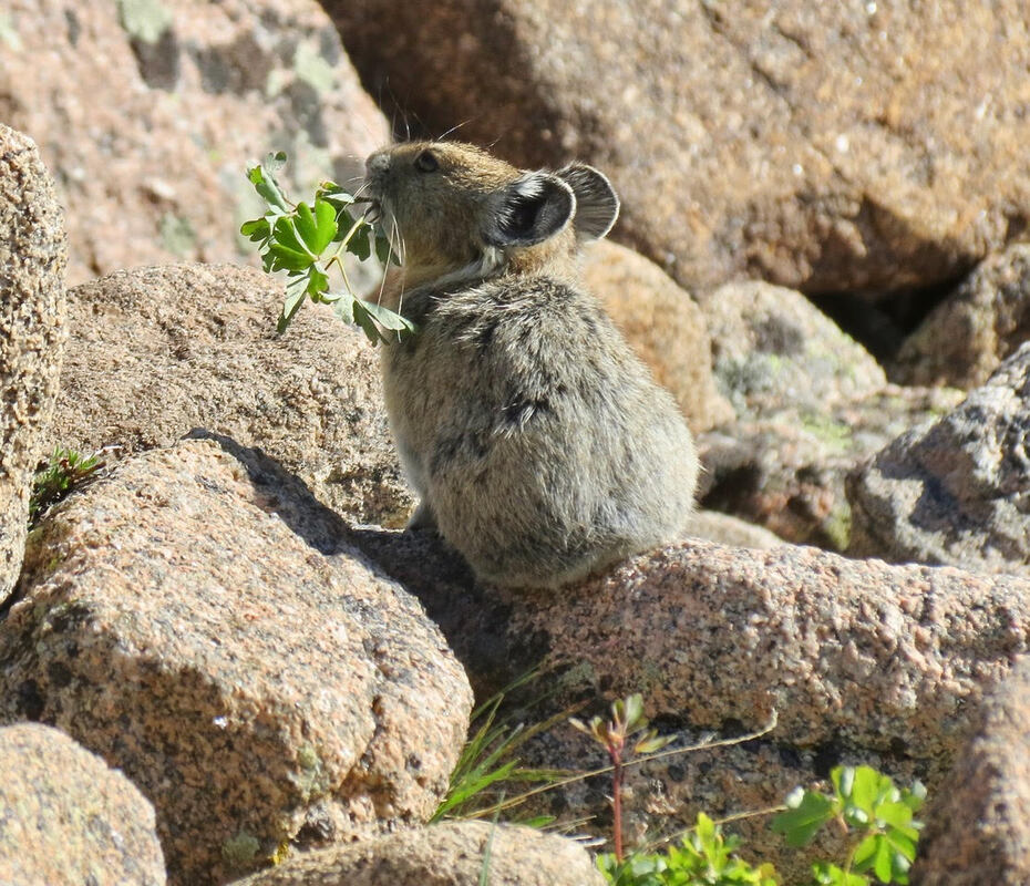 Pika in Rocky Mountain National Park