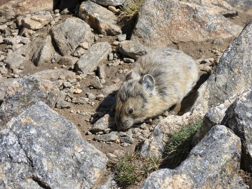 Pikas, Prairies, and the Climate Crisis – Museum Of Boulder