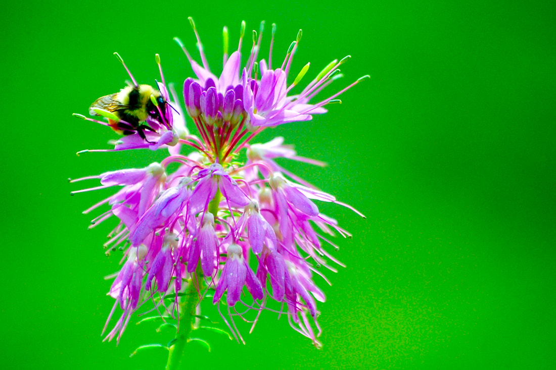 Wildflower, Rocky Mountain Beeplant