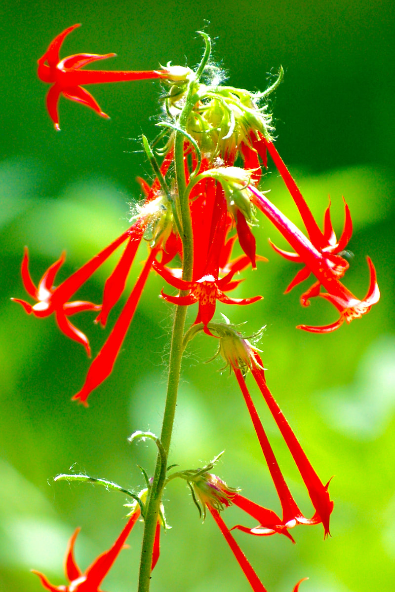 Wildflower, Scarlet Gilia, Fairy trumpet