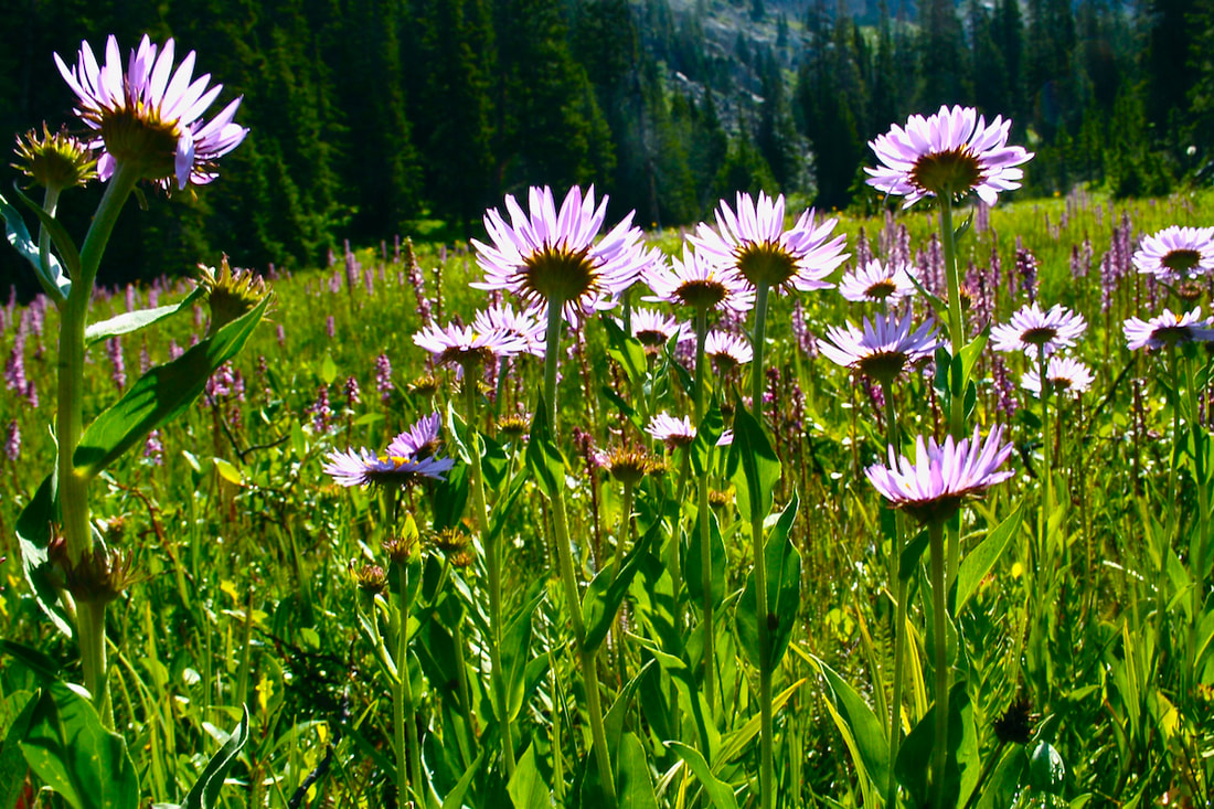 Wildflower, Subalpine/Glacier Daisy