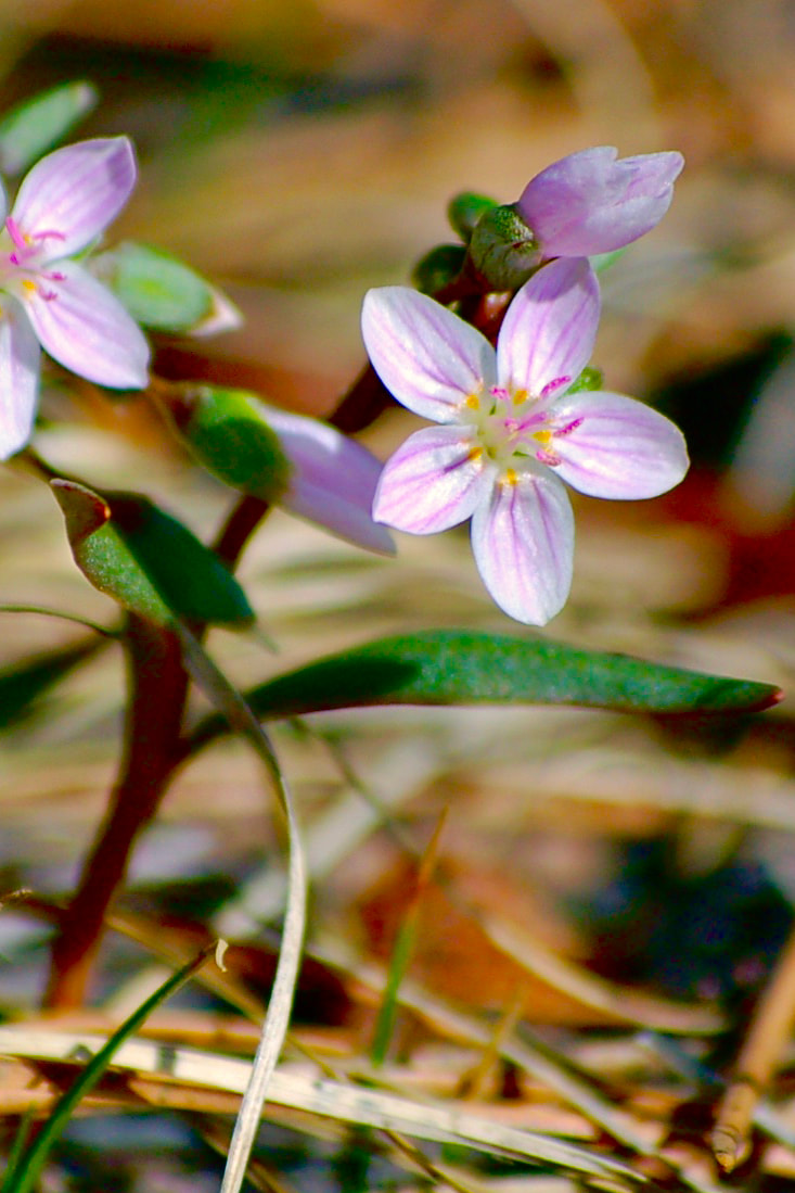 Wildflower, Western Spring Beauty
