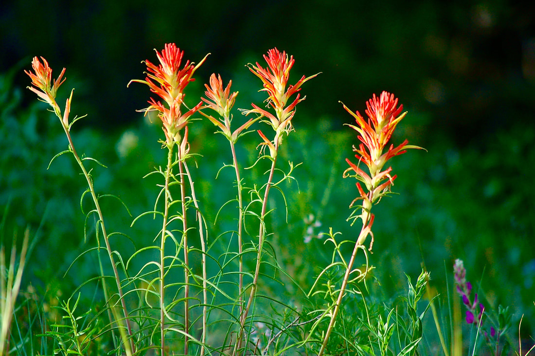 Wildflower, Wyoming Indian Paintbrush