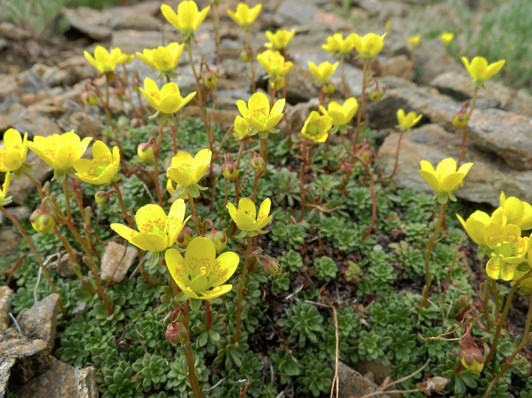 Goldbloom Saxifrage in Rocky Mountain National Park