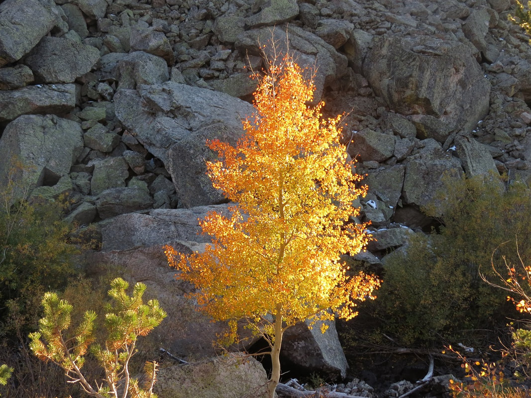 Fall Aspen in Rocky Mountain National Park