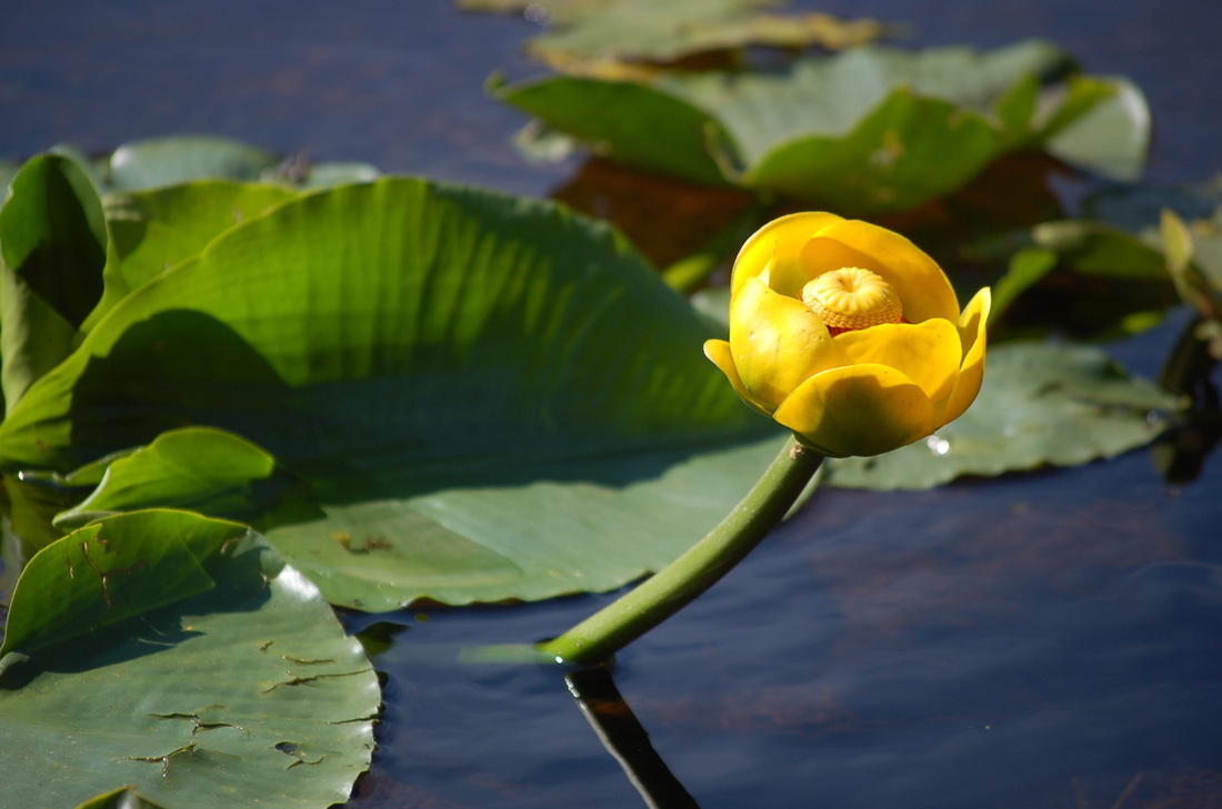 Желтая кувшинка на воде. Кубышка желтая (Nuphar lutea). Кувшинка кубышка. Кубышка желтая водяная Лилия. Кубышка жёлтая - Nuphar luteum,.