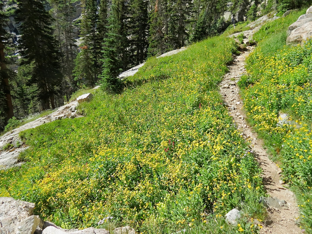 Trail to Bluebird Lake in Rocky Mountain National Park