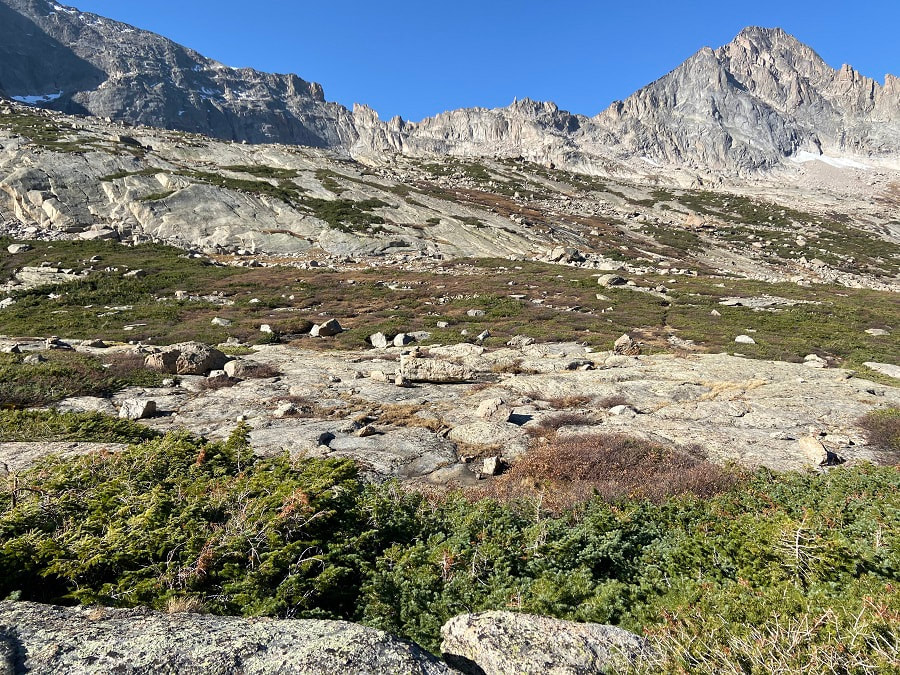 Krummholz shrubs with McHenrys Peak in the background