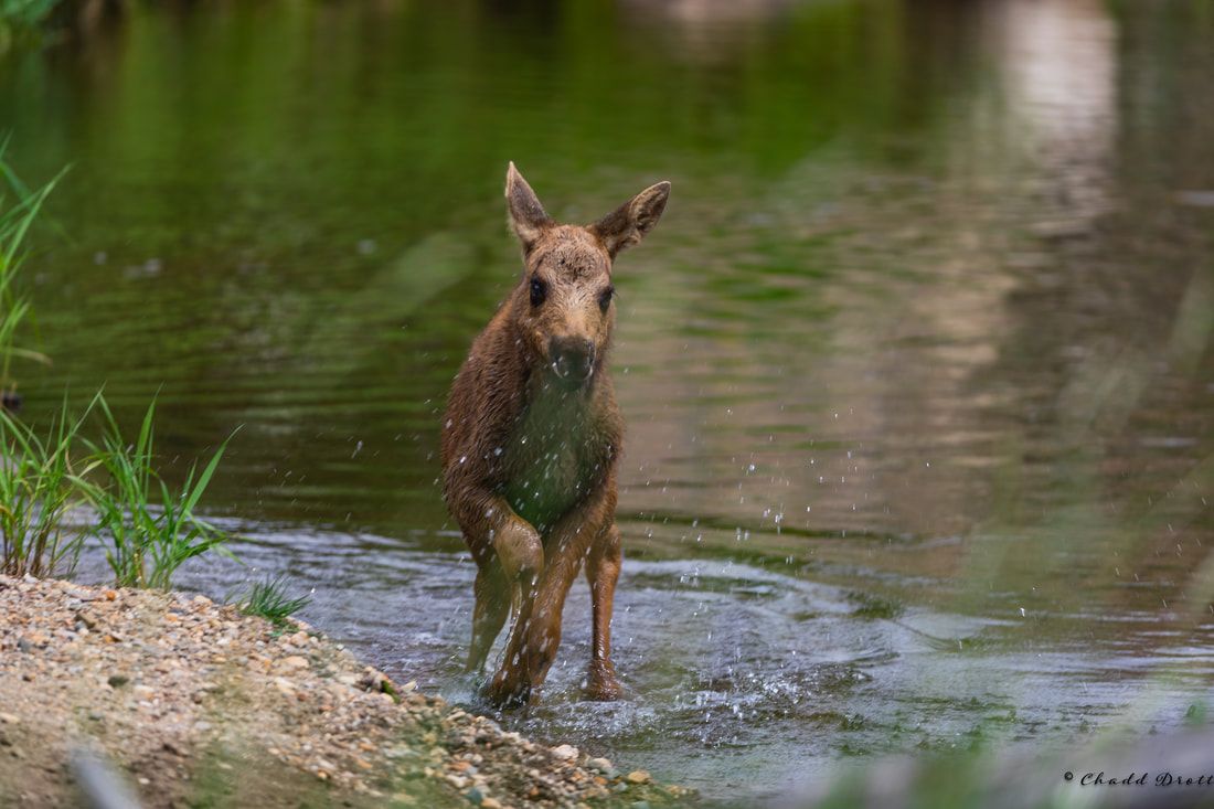 Baby moose in Rocky Mountain National Park