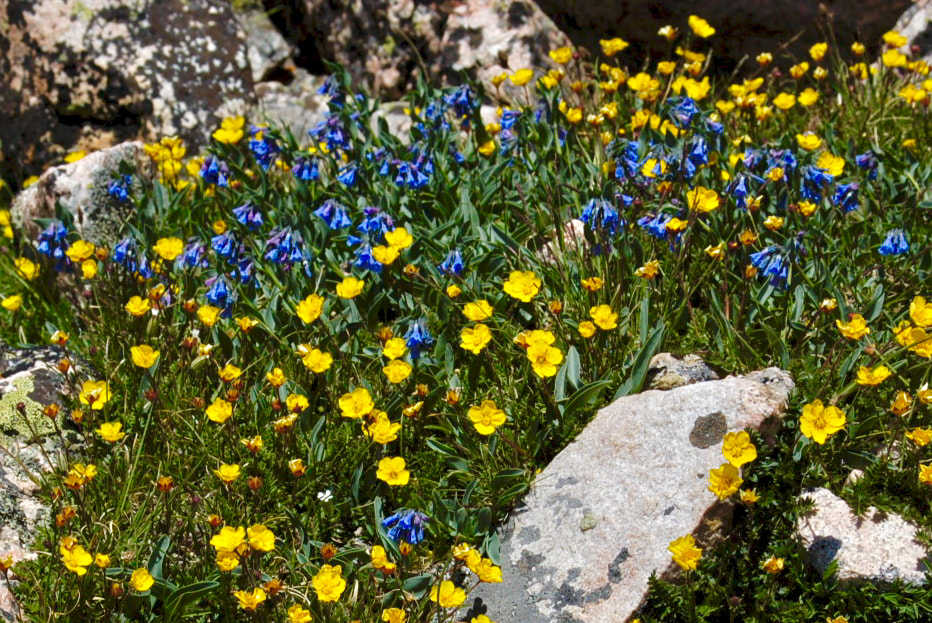 Wildflower, Alpine Bluebells, Alpine Chiming Bells
