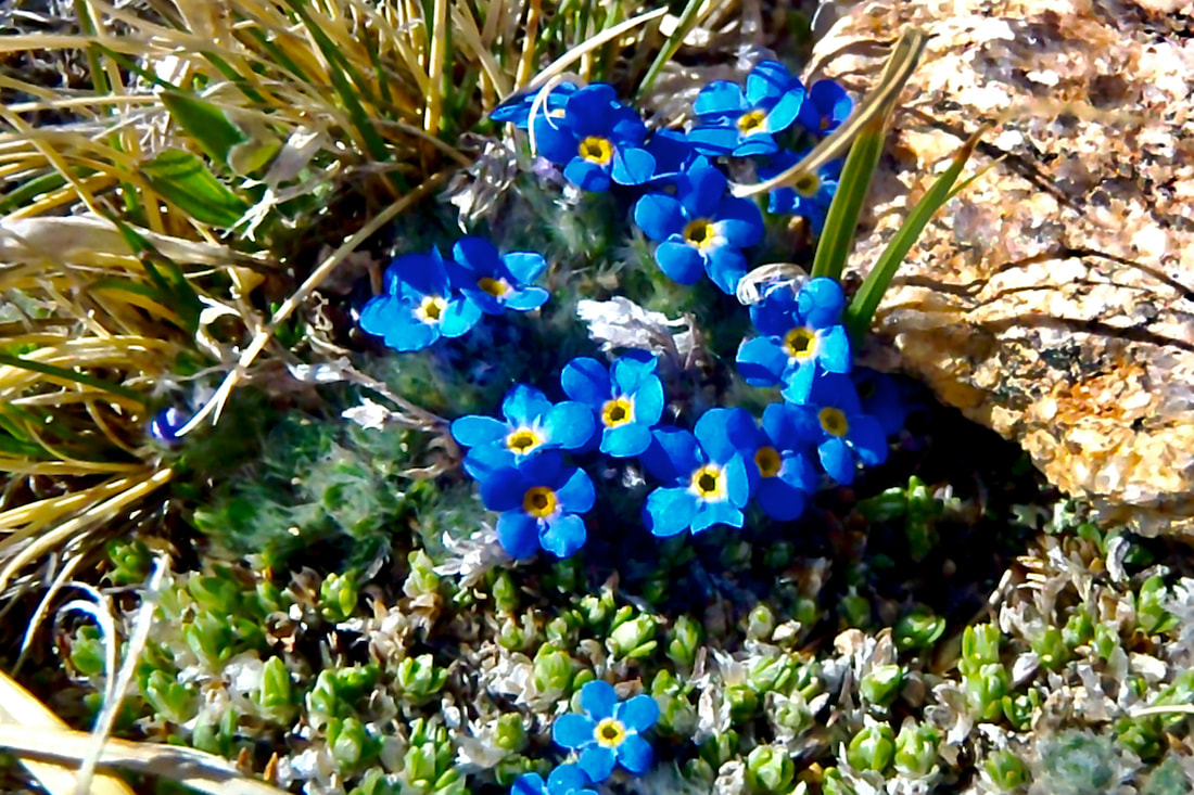 Wildflower, ​Alpine Forget-me-not