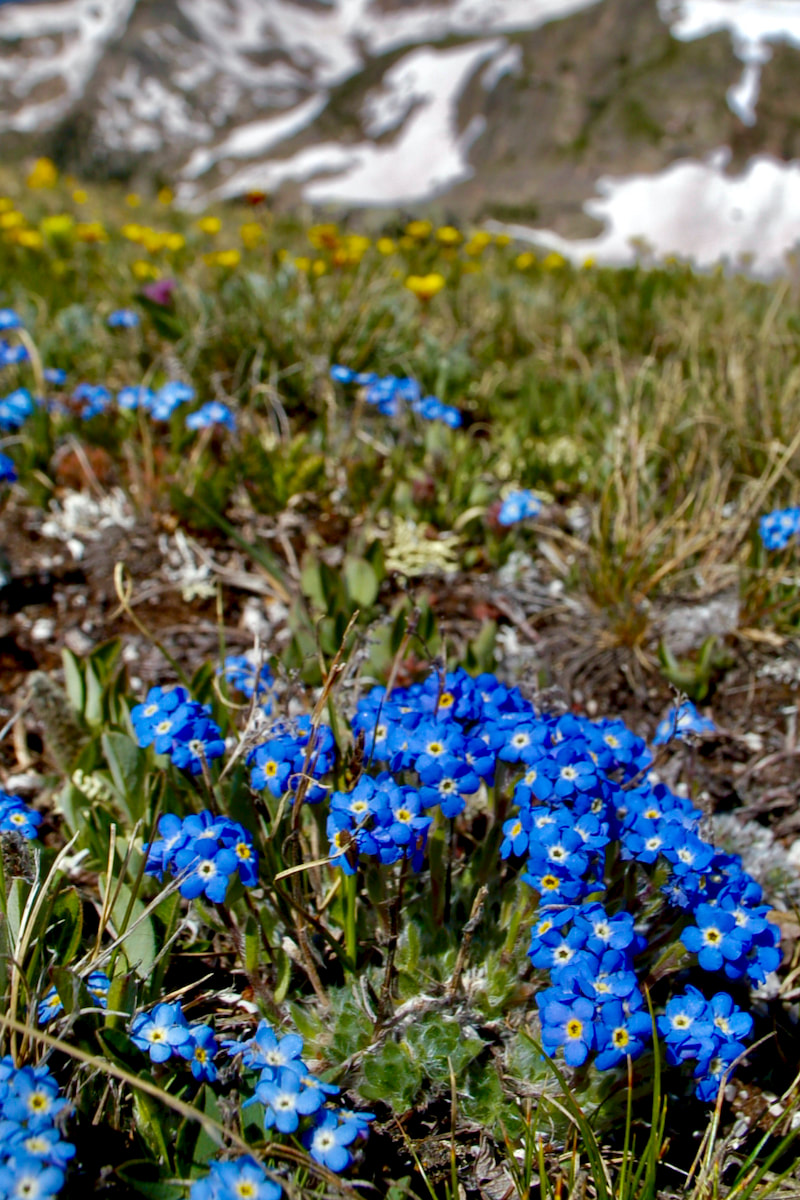 Wildflower, ​Alpine Forget-me-not