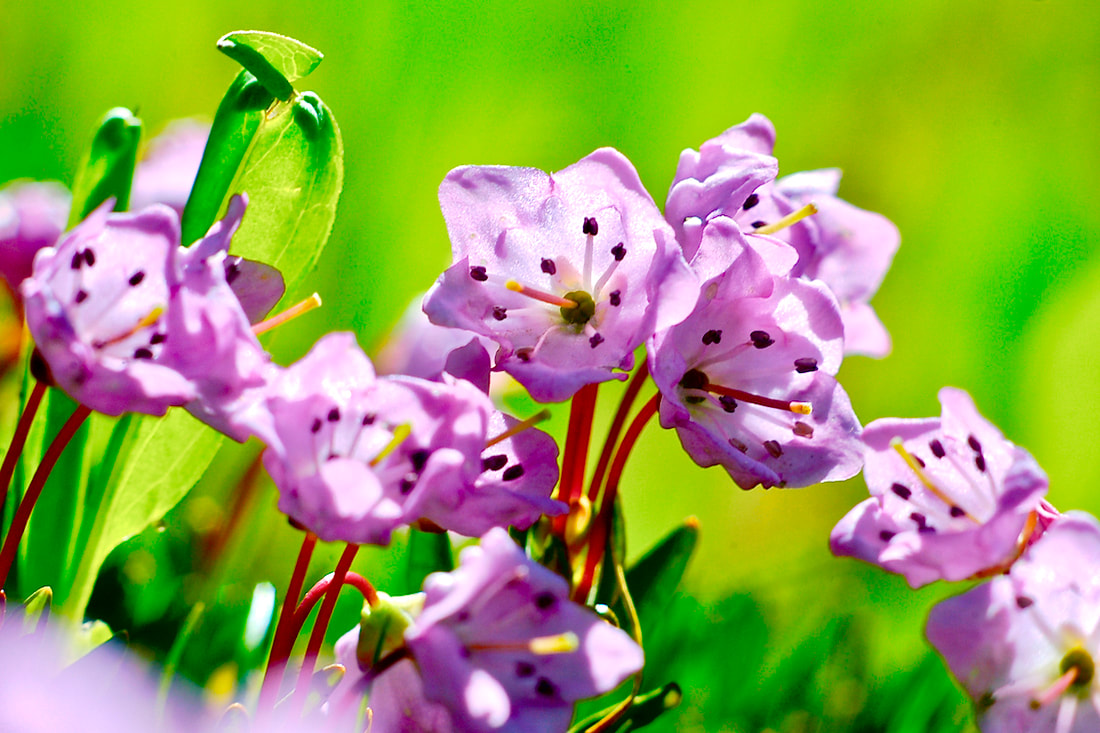 Wildflower, Alpine Laurel