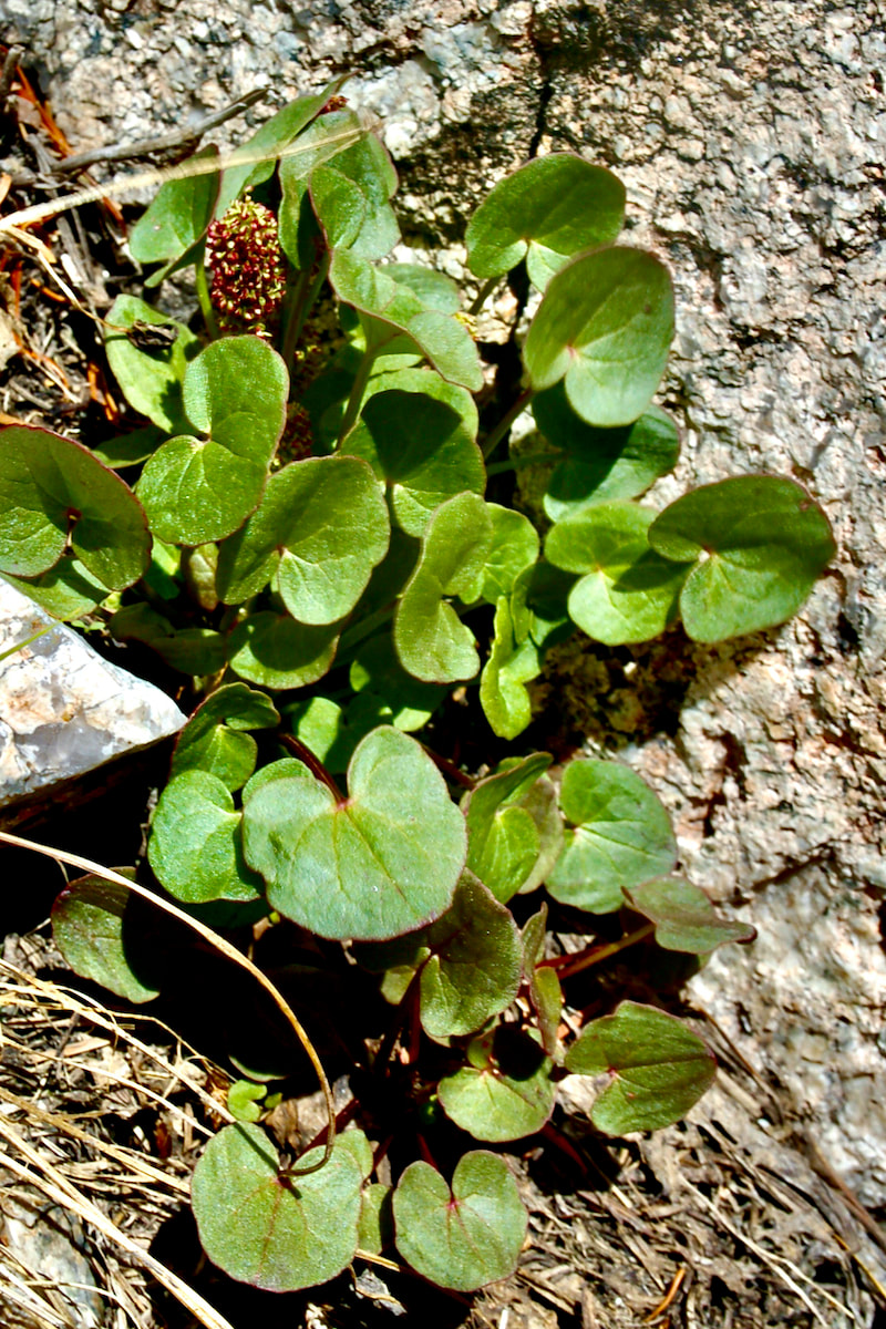 Wildflowers Of Rocky Mountain National Park June July Alpine Green