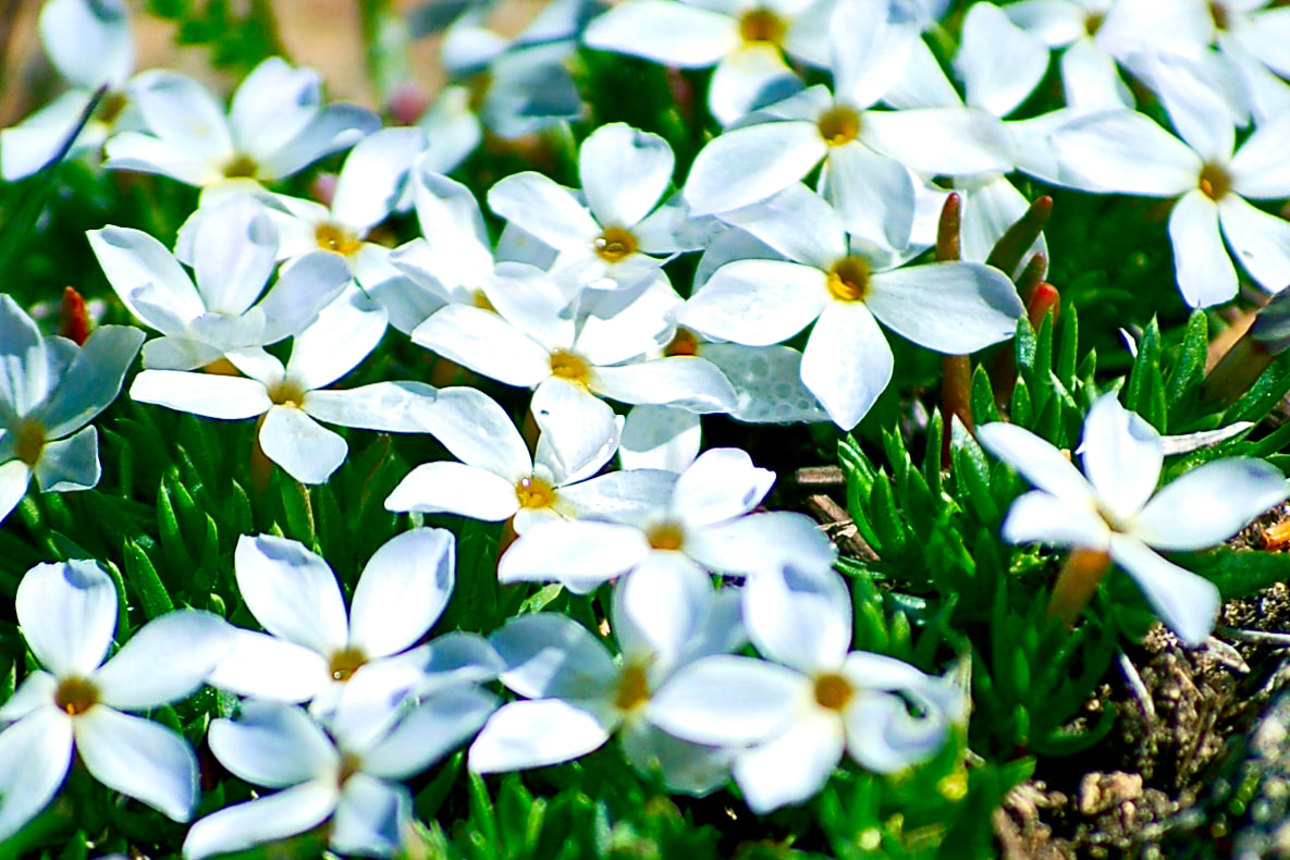 Wildflower, Alpine Phlox