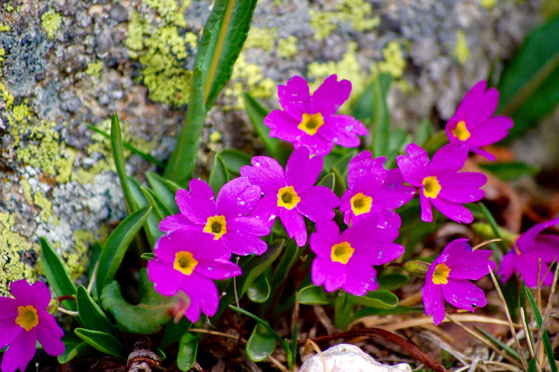 Wildflower, Alpine Primrose, Fairy Primrose