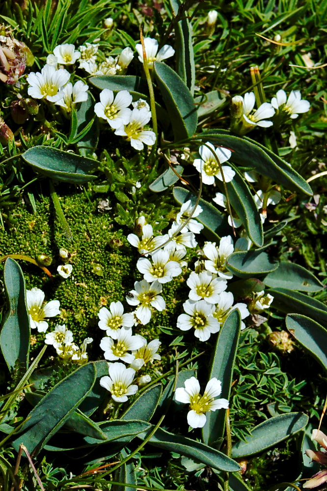 Wildflower, Alpine Sandwort, Alpine Stitchwort