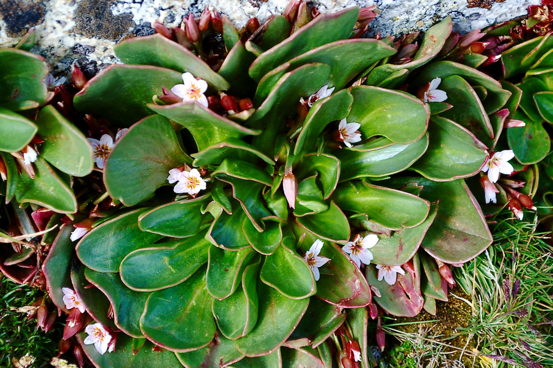 Wildflower, Alpine Spring Beauty