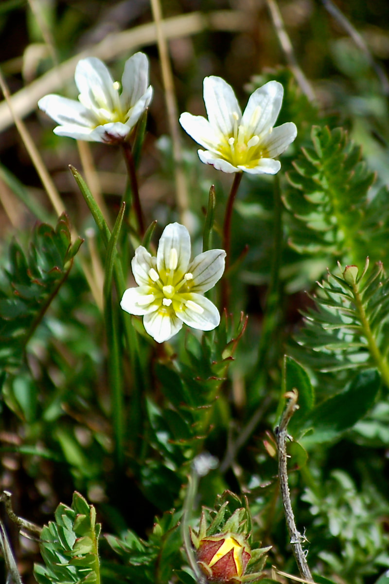 Wildflower, Alplily, Alpine Lily