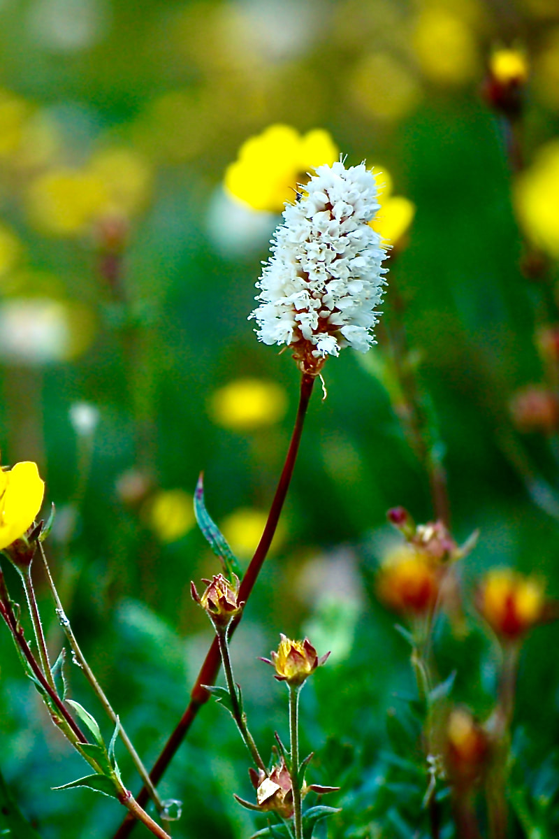 Wildflower, American Bistort