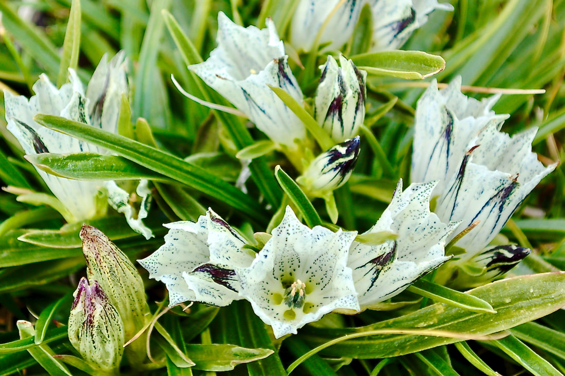 Wildflower, Arctic Gentian