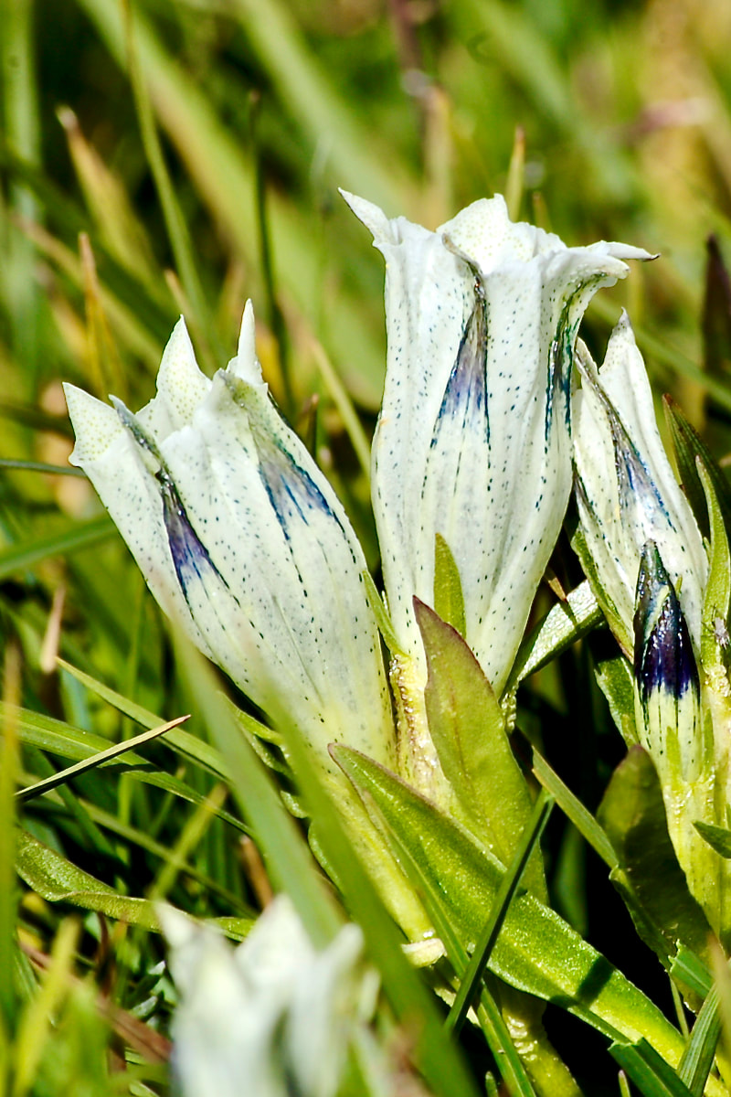 Wildflower, Arctic Gentian