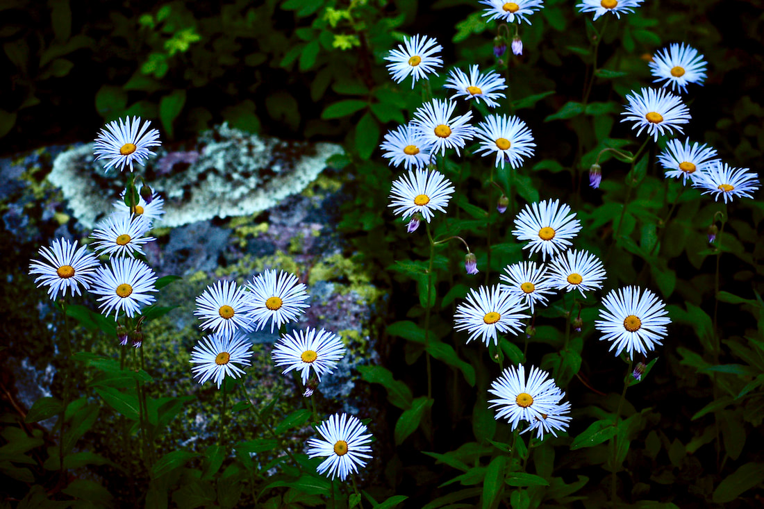 Wildflower, Aspen Daisy, Showy Daisy