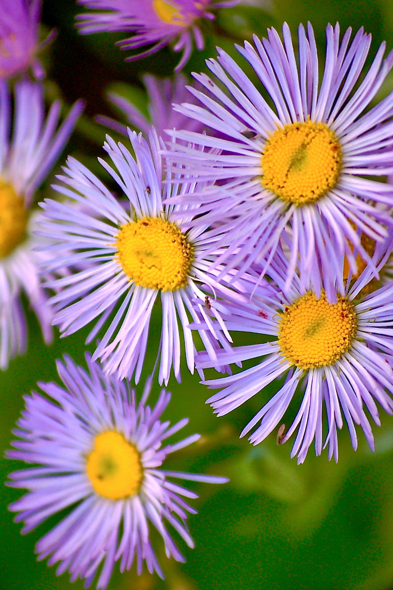 Wildflower, Aspen Daisy, Showy Daisy