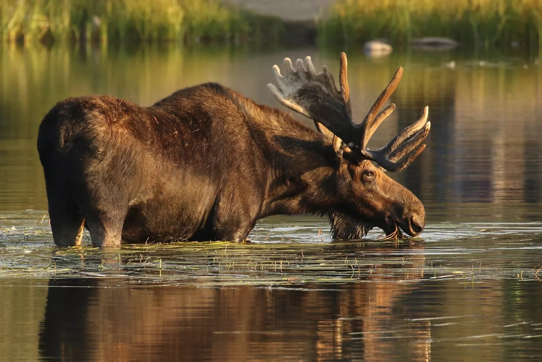 A bull moose in Sprague Lake, Rocky Mountain National Park.