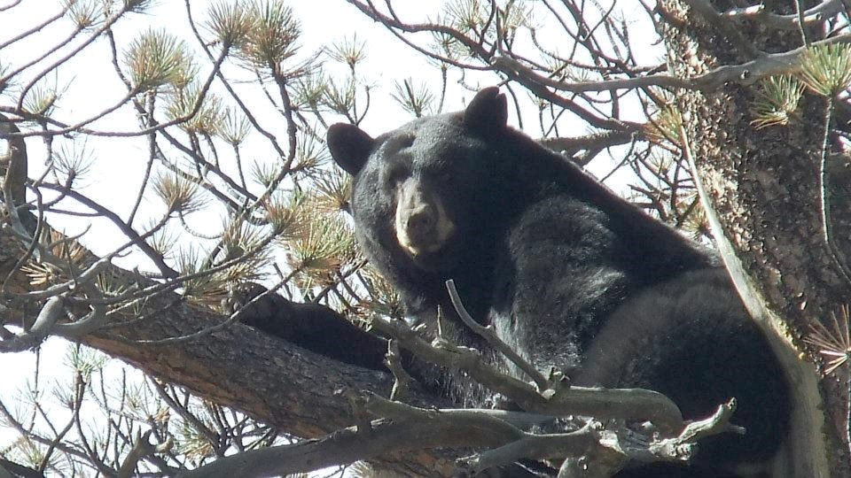 American Black Bear