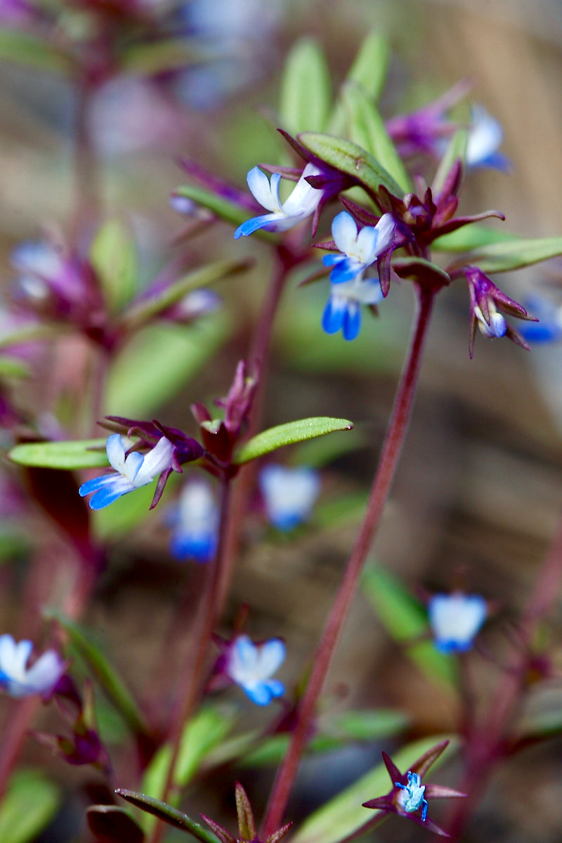 Wildflower, Blue-eyed Mary