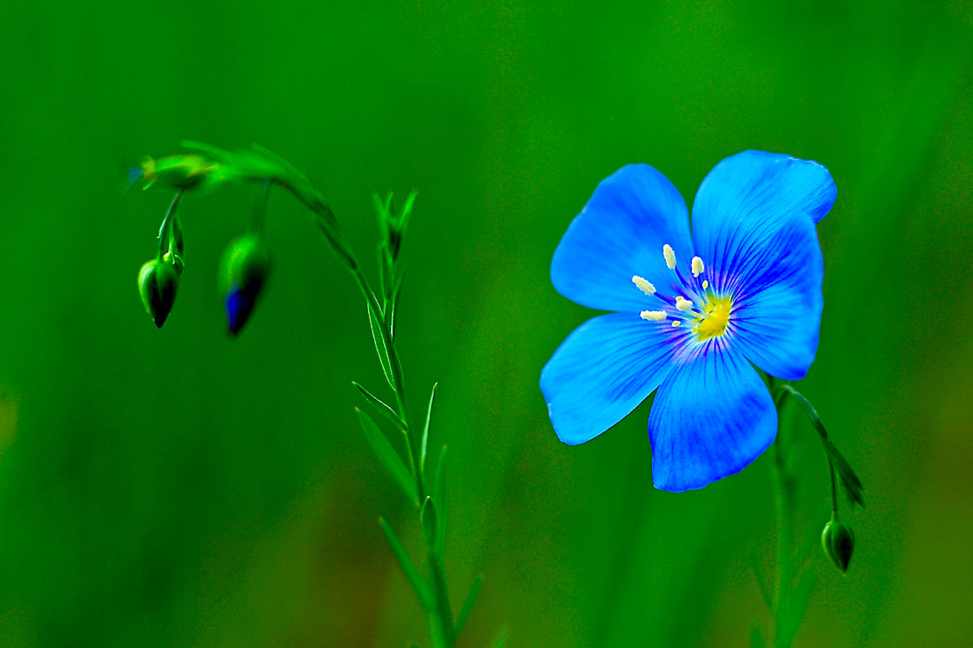 Wildflower, Blue Flax