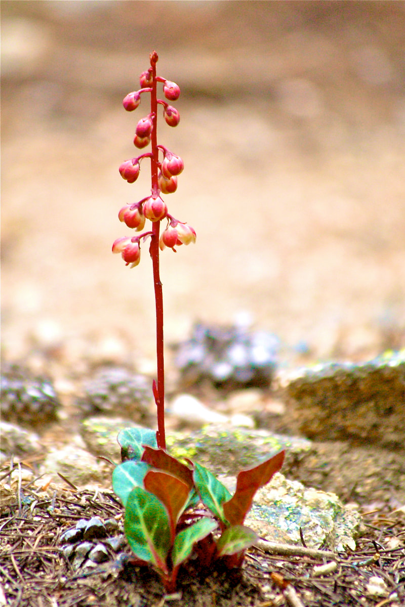 Wildflower, Bog Pyrola, Pink Wintergreen