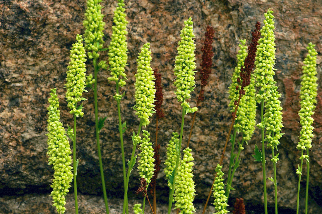 Wildflowers Of Rocky Mountain National Park April May Subalpine Green