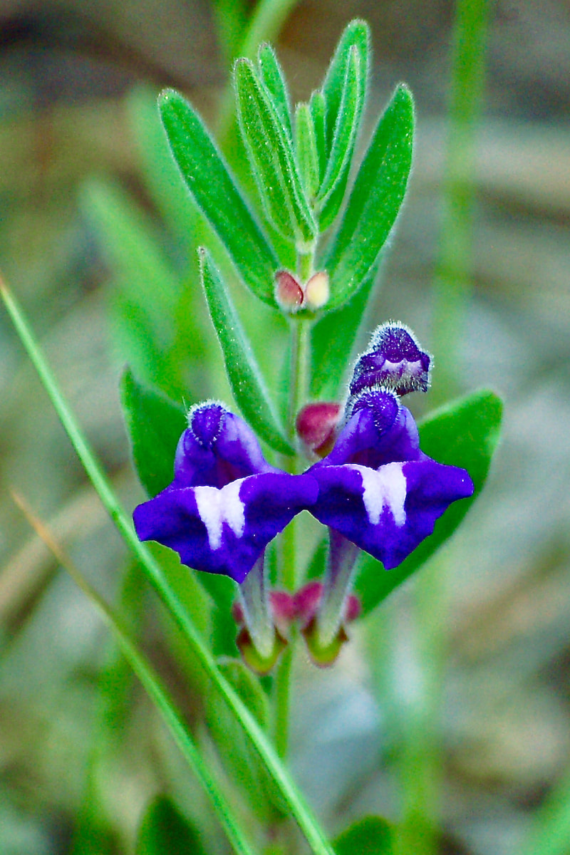 Wildflower, Britton's Skullcap