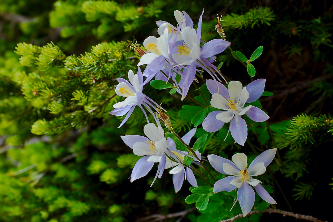 Wildflower, Colorado Blue Columbine