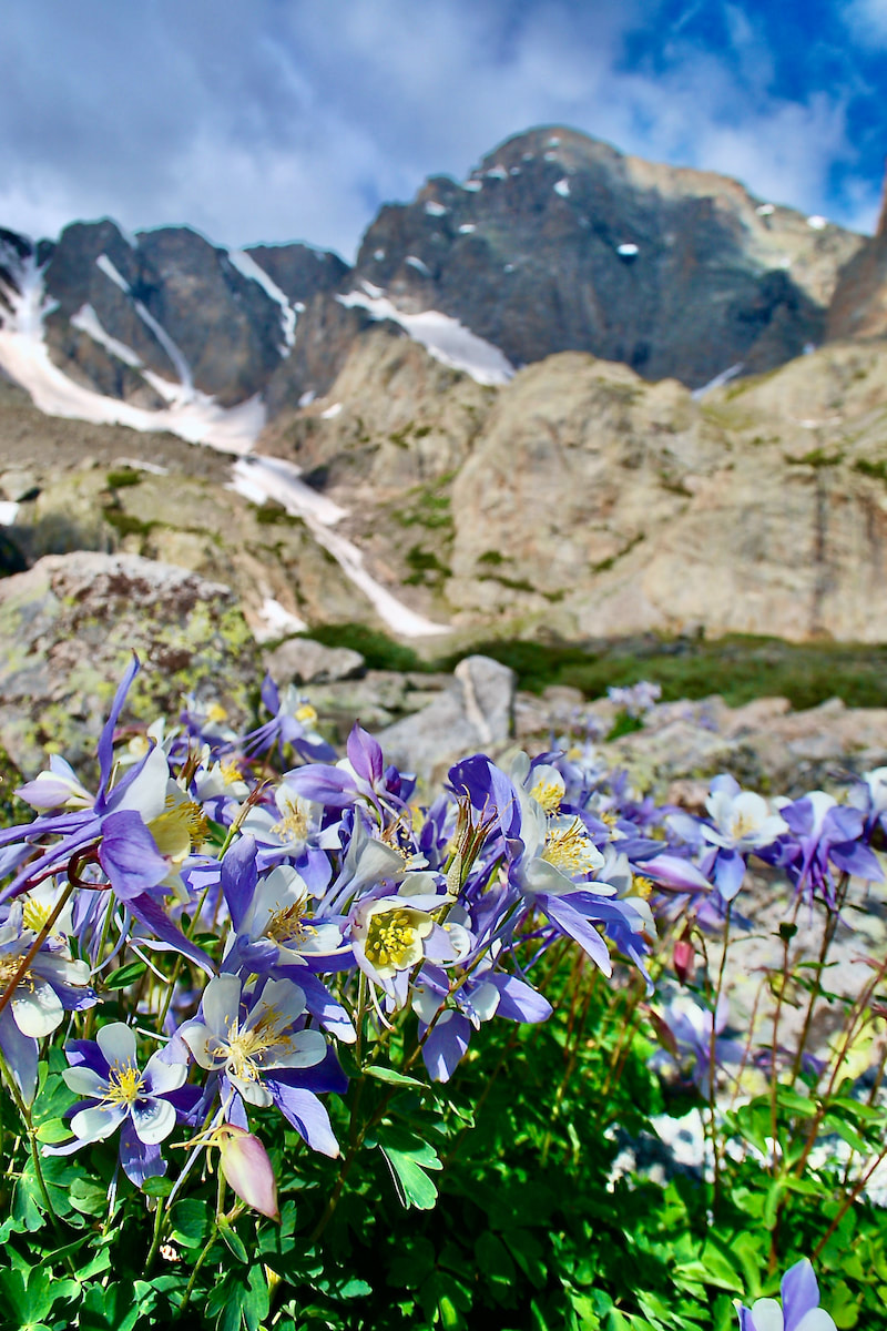 Wildflower, Colorado Blue Columbine