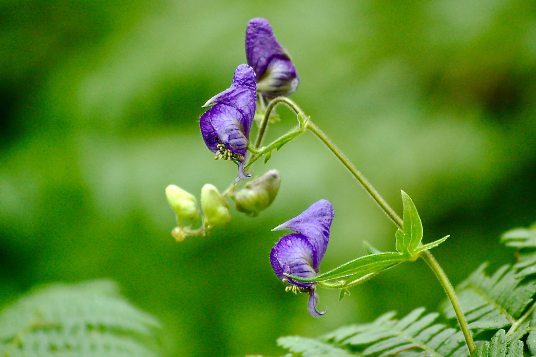 Wildflower, Columbian Monkshood