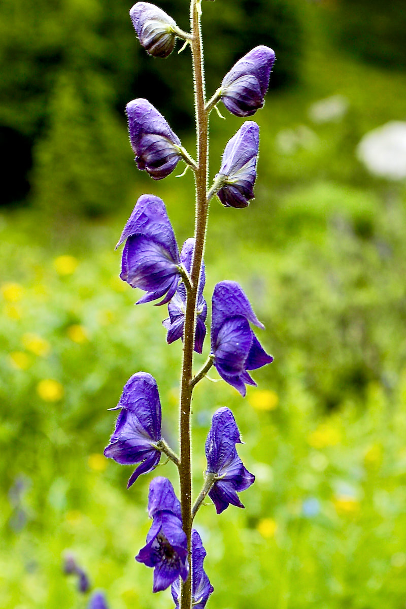 purple wildflowers identification